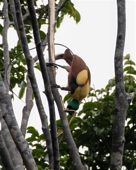 Cendrawasih Also Known As Bird of Paradise in Taman Safari Cisarua ...