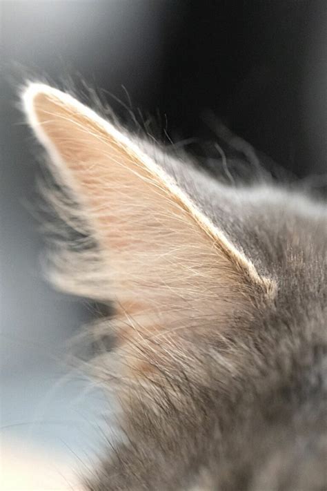 Why Do Cats Like Earwax 5 Intriguing Reasons