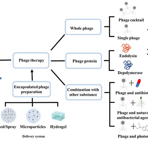 Strategies For Phage Therapy To Control Acinetobacter Baumannii