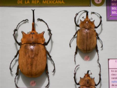 Insectos Y Artrópodos Mexicanos Y Extranjeros Importancia Ecológica De