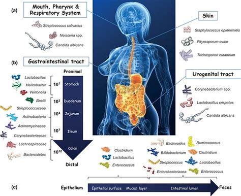 Home | the-human-microbiome