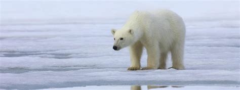 Que Cache L Ours Polaire Sur La Plage Frederic Pix Que Cache L Ours