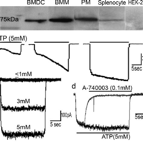 BMDC secrete mature IL 1β following LPS priming and ATP Day 8 BMDC at