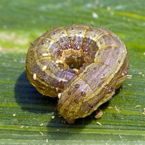 Army Worms How To Identify And Control Them Effectively