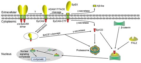 Schematic Of The Nuclear Signaling Pathway Of RIP Mediated EpCAM