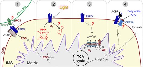 alternative perspectives  tspo action  cells  tspo
