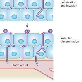 Structure Of The Candida Albicans Cell Wall Two Layers Can Be