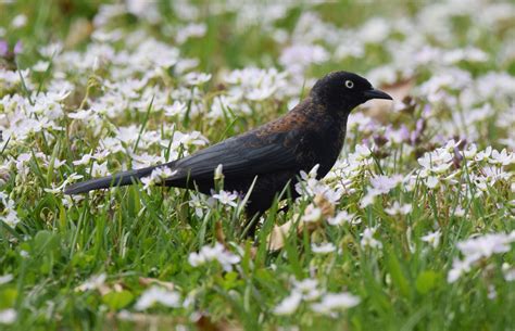 Rusty Blackbird | Audubon Field Guide