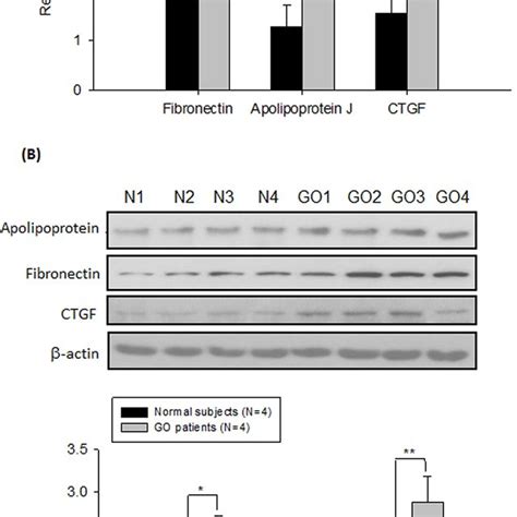 Increase In The Expression Of Fibrosis Related Genes In The Primary