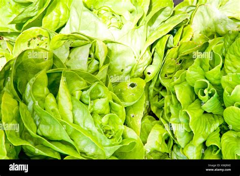 lettuce   garden stock photo alamy