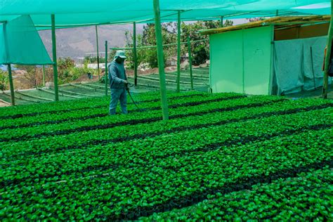 Vivero Municipal Produce MÁs De 120 Mil Plantones De CafÉ Pino Y