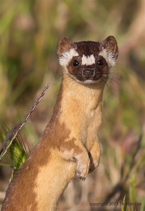 Wild Long Tailed Weasel Cute Animals Animals Beautiful Unusual Animals