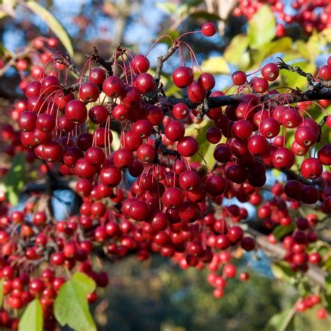 RED Aronia Aronia BRILLANTS Arbutifolia Brilliantissima 15 GRAINES