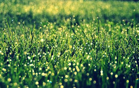 Wallpaper Greens Grass The Sun Macro Background Widescreen