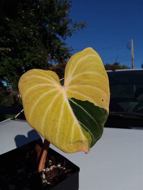 Philodendron Gloriosum Variegata Rphilodendron