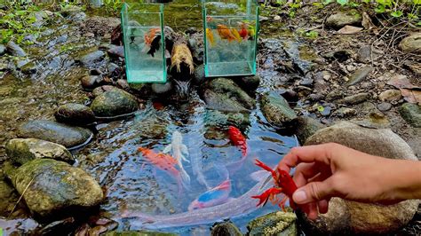 Menangkap Ikan Lele Ikan Komet Ikan Koi Ikan Mas Koki Hamster Dan