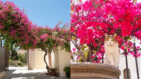 Is Bougainvillea Poisonous To Cats ⋆ The Health Exchange