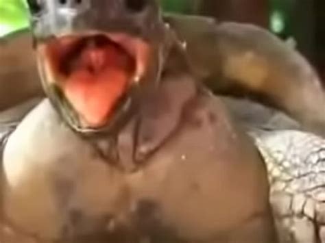 Tartaruga fudendo até talo XVIDEOS