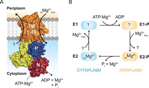 Atpase And Atp Hydrolysis Activation Telegraph