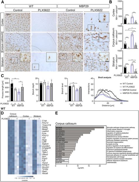 Csf R Mediated Myeloid Cell Depletion Prolongs Lifespan But Aggravates