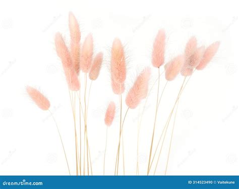 Pink Fluffy Bunny Tails Grass Isolated On White Background Stock Photo