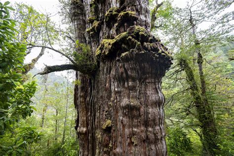 El ‘gran Abuelo’ El Gigantesco Y Milenario árbol De Chile