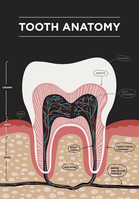 Tooth Anatomy Vector Dental Infographics Medical Banner Or Poster