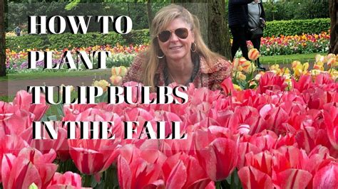 Growing Tulips In The Fall How To Plant Tulip Bulbs Kelly Lehman Planting Tulips Growing