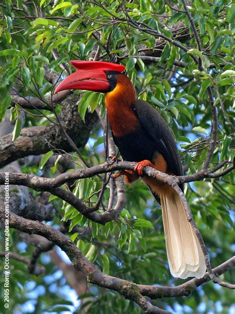 Rufous Hornbill - BirdForum Opus | BirdForum