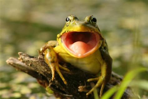 Do Frogs Have Teeth Exploring Frog Teeth And Their Function