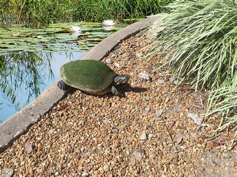 Moss Covered Turtle Photograph By Aimee L Maher Alm Gallery