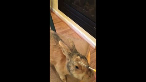 My Bunny On Drugs Youtube