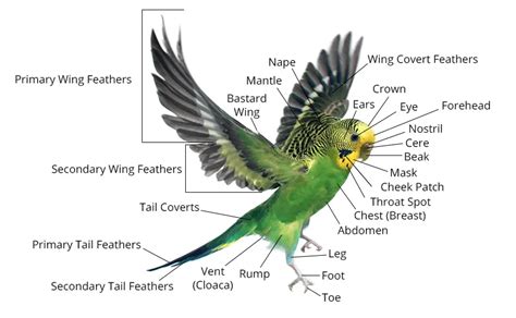 Budgie Anatomy [All Body Parts] +PHOTOS