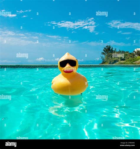Rubber Duck In A Swimming Pool Stock Photo Alamy