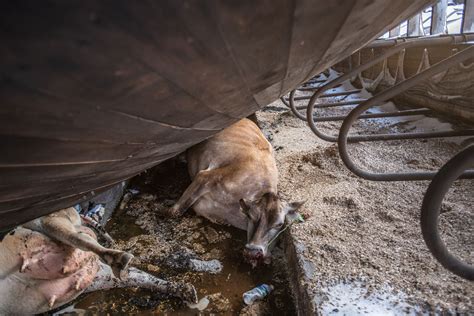 The Dimmitt Texas Dairy Farm Fire That Killed 18000 Cows Explained Vox