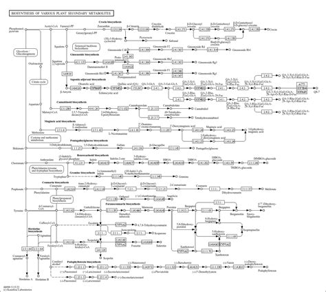 KEGG PATHWAY Biosynthesis Of Various Plant Secondary Metabolites