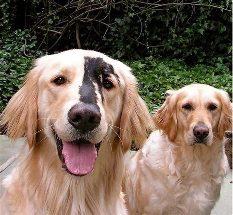 Chimera Dog Breed