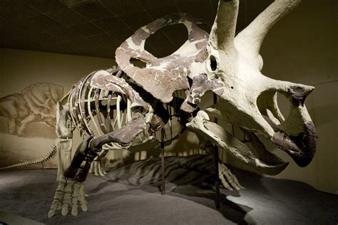 Torosaurus Skeleton