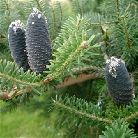 Small Garden Trees | Ornamental Trees