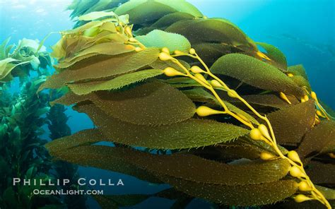 Kelp Fronds Showing Pneumatocysts Macrocystis Pyrifera San Clemente