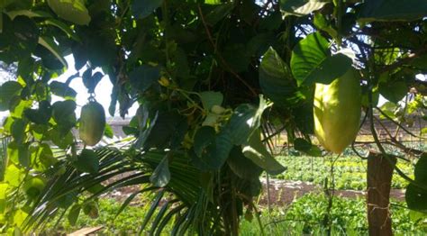 Nativo da região amazônica maracujá gigante é cultivado em pequena