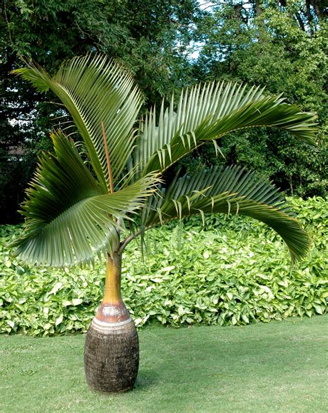 Palmier Bouteille Planter Et Entretenir Ooreka