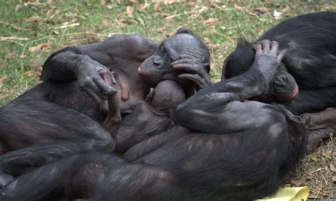 Bonobos Use Sex To Resolve Conflicts Diffuse Tension