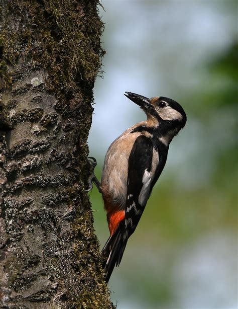 Dzięcioł Duży Dendrocopos major Great Spotted Woodpecker Flickr