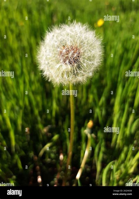 Fluffy Dandelion Close Up Stock Photo Alamy