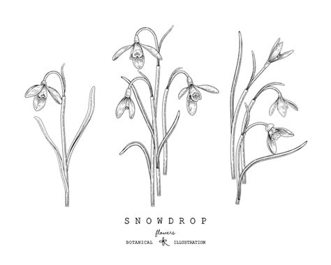 Free Vector Snowdrop Flower Drawings