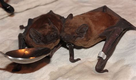 Ukrainian Bat Rehabilitation Center