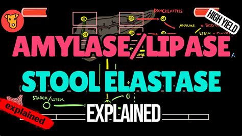 Amylase Lipase Stool Elastase Pancreatic Enzymes Explained Youtube