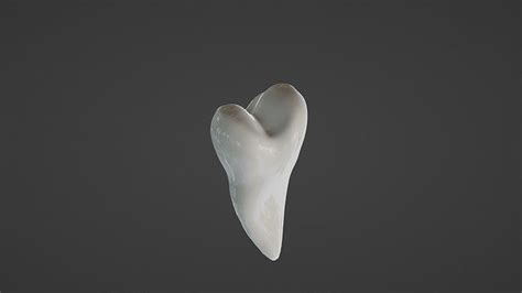 Maxillary Second Premolar Human Tooth 3d Model Cgtrader