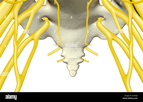 The coccygeal nerves Stock Photo - Alamy